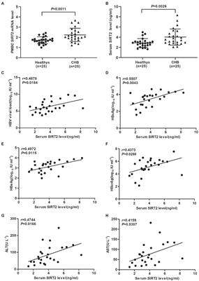 SIRT2 Promotes HBV Transcription and Replication by Targeting Transcription Factor p53 to Increase the Activities of HBV Enhancers and Promoters